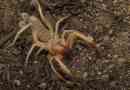 Falanga: spider, amellyel jobb, ha nem találkozunk